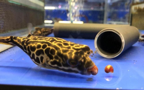 Тетрадон Мбу (Tetraodon mbu) Гигантский 25 см