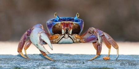 Краб радужный  (Cardisoma armatum) Самец