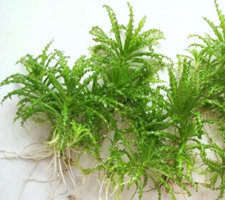 Погостемон Хелфера (Pogostemon helferi )