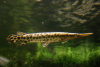 Щука Пятнистый Флоридский Панцирник (Lepisosteus oculatus) 7 м