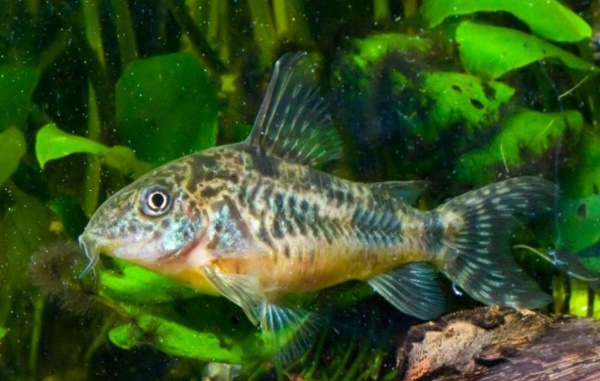 Коридорас крапчатый сом (Corydoras paleatus)