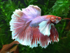 Петушок Халфмун Дамбо розовый самец (betta-dumbo-pink-male)