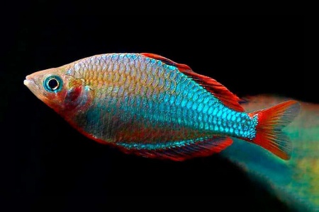 Радужница Неоновая (Melanotaenia Praecox)