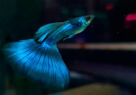 Гуппи синий московский (Guppy Moscow Blue)