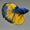Петушок Халф Мун горчичный газ самец (Betta splendens Halfmoon Mustard Gas)