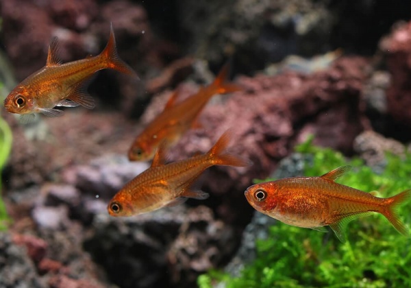 Тетра Аманда (Hyphessobrycon Amandae) 1,8  см