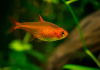 Тетра Аманда (Hyphessobrycon Amandae) 1,8  см