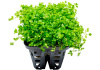 Хемиантус микрантемоидес (Hemianthus Micranthemoides)