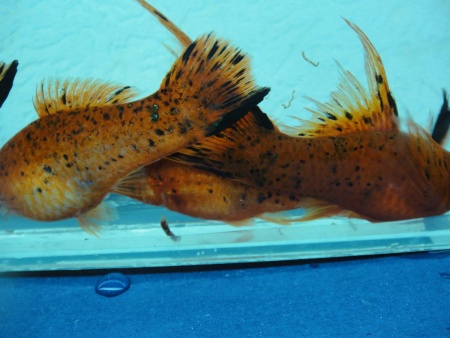 Меченосец Миллера ( Xiphophorus milleri)