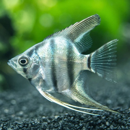 Скалярия Голубая Зебра  (pterophyllumblue zebra)