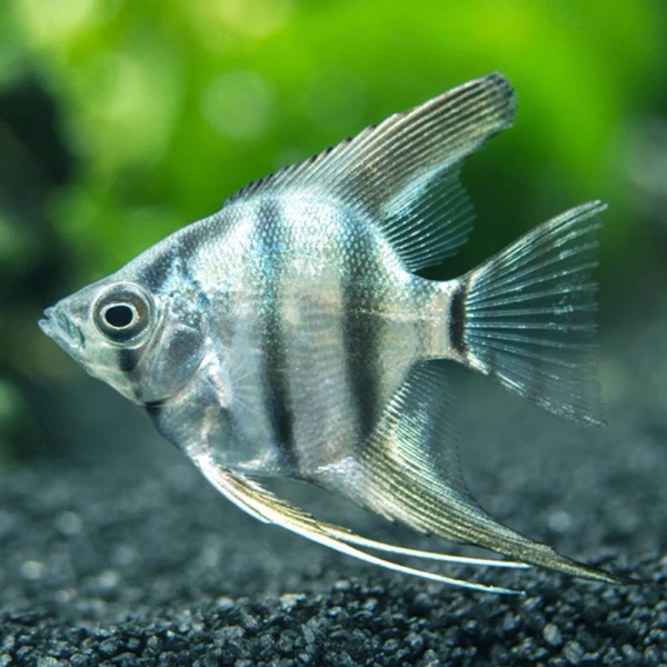 Скалярия Голубая Зебра  (pterophyllumblue zebra)