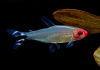 Родостомус, Тетра красноносая  (Hemigrammus rhodostomus, Hemmigrammus bleheri)