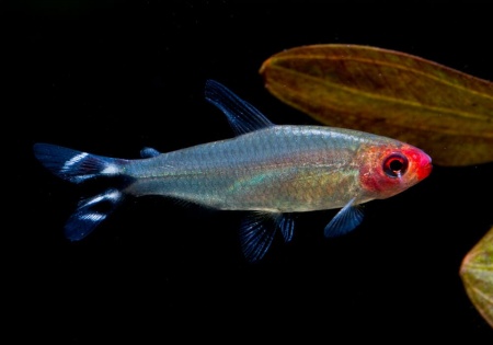 Родостомус, Тетра красноносая  (Hemigrammus rhodostomus, Hemmigrammus bleheri)