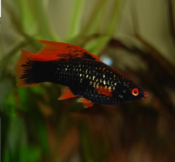 Меченосец Геллера черный Красноплавничный (Xiphophorus helleri Black)