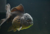 Оранда черная (Goldfish Oranda black) 10-12 см