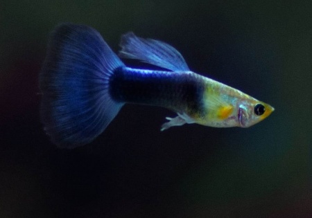 Гуппи синий Туркис (Guppy blue turquoise)
