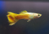 Гуппи желтый (Guppy Yellow)