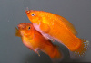 Моллинезия оранжевая парусный (Poecilia velifera orange Molly sailfin)