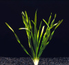 Валлиснерия спиральная (Vallisneria spiralis)