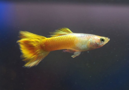Гуппи желтый (Guppy Yellow)