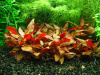 Альтернантера Рейнека (Alternanthera reineckii)