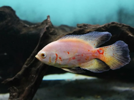 Цихлида Астронотус вуалевый тигровый альбинос (astronotus-ocellatus-long-finned albino)