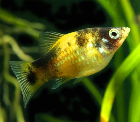 Пецилия пчелка (Xiphophorus maculatus Bumble bee Platy)