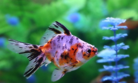 Риукин ситцевый с широким хвостом (Goldfish Ryukin calico broad tail)