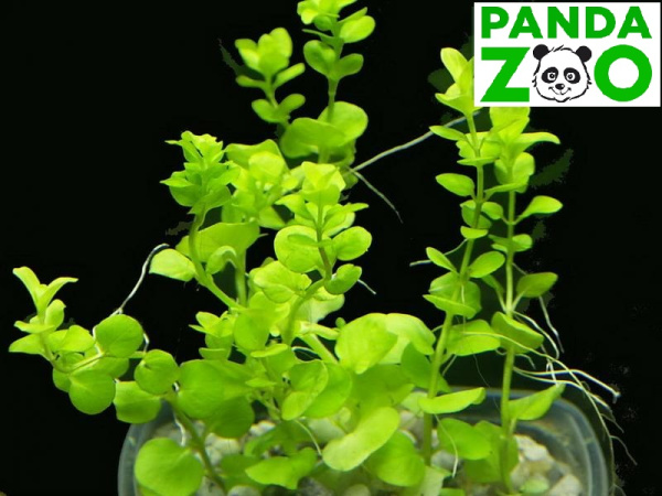 Bacopa australis- Бакопа южная L021