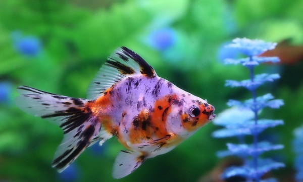 Риукин ситцевый с широким хвостом (Goldfish Ryukin calico broad tail)