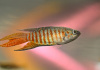 Макропод обыкновенный (Macropodus-opercularis)