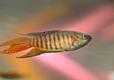 Макропод обыкновенный (Macropodus-opercularis)