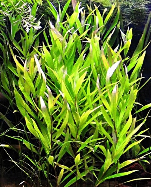 Гигрофила Ивалистная (hygrophila-salicifolia)