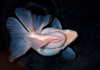 Риукин белый с широким хвостом (Goldfish Ryukin whit-broad tail)