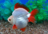 Риукин белый с красным коротким хвостом (Goldfish Ryukin white Red short tail)