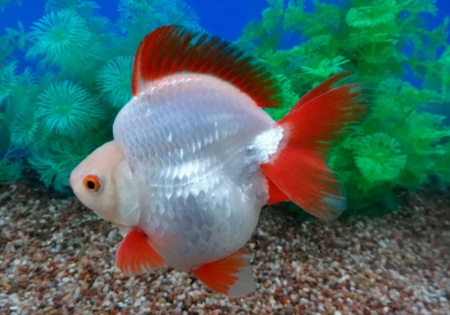 Риукин белый с красным коротким хвостом (Goldfish Ryukin white Red short tail)