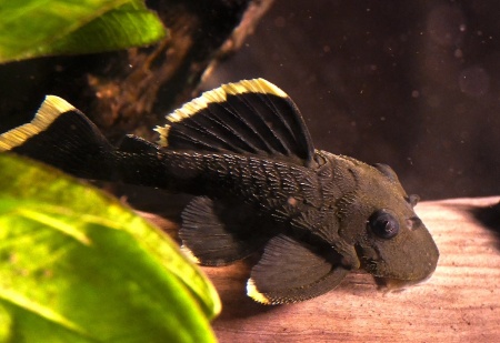 Номерной сом L047  Барианциструс Магнум (Baryancistrus chrysolomus L047)