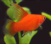 Пецилия красная высокоплавничная (Xiphophorus maculatus red hifin Platy)