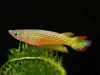 Аплохейлус линеатус (лат. Aplocheilus lineatus) Золотая щучка