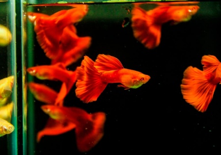 Гуппи полностью красный альбинос (Guppy Full Red albino)