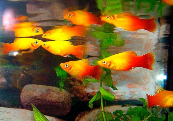 Пецилия солнечная закат (Xiphophorus maculatus sunset Platy) сансэт