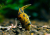 Тетрадон карликовый (Tetraodon travancoricus)