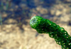 Лагаросифон курчавый (Lagarosiphon miscoides)