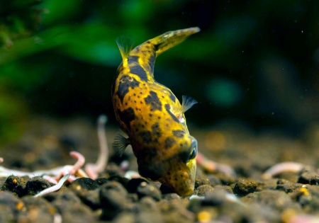 Тетрадон карликовый (Tetraodon travancoricus)