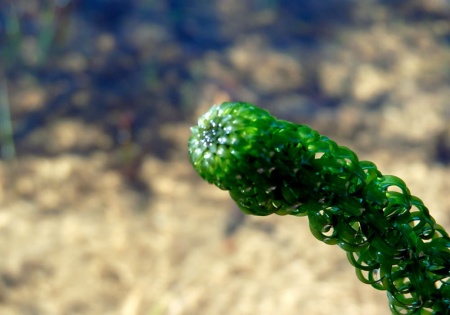 Лагаросифон курчавый (Lagarosiphon miscoides)