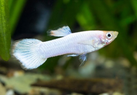 Гуппи белый снег (Guppy white snow)