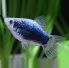 Пецилия синий смокинг (Xiphophorus maculatus blue tuxedo Platy)