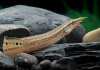 Макрогнатус глазчатый  (Macrognathus Aculeatus)  7-8 см