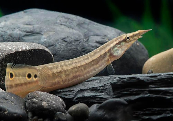 Макрогнатус глазчатый  (Macrognathus Aculeatus)  7-8 см