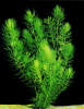 Роголистник (Ceratophyllum)
